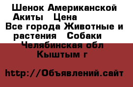 Шенок Американской Акиты › Цена ­ 35 000 - Все города Животные и растения » Собаки   . Челябинская обл.,Кыштым г.